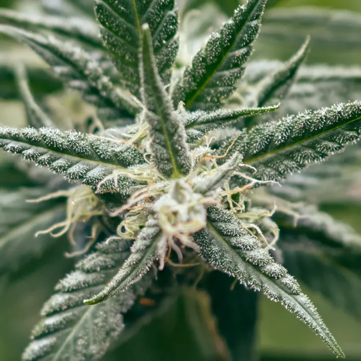 BUD-BUS-education-terpenes.webp